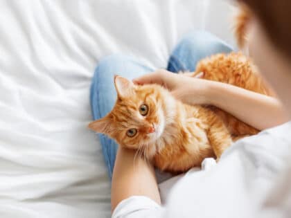 Ginger,Cat,Lies,On,Woman's,Hands.,The,Fluffy,Pet,Comfortably